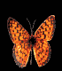 free animal clipart downloads # 7
